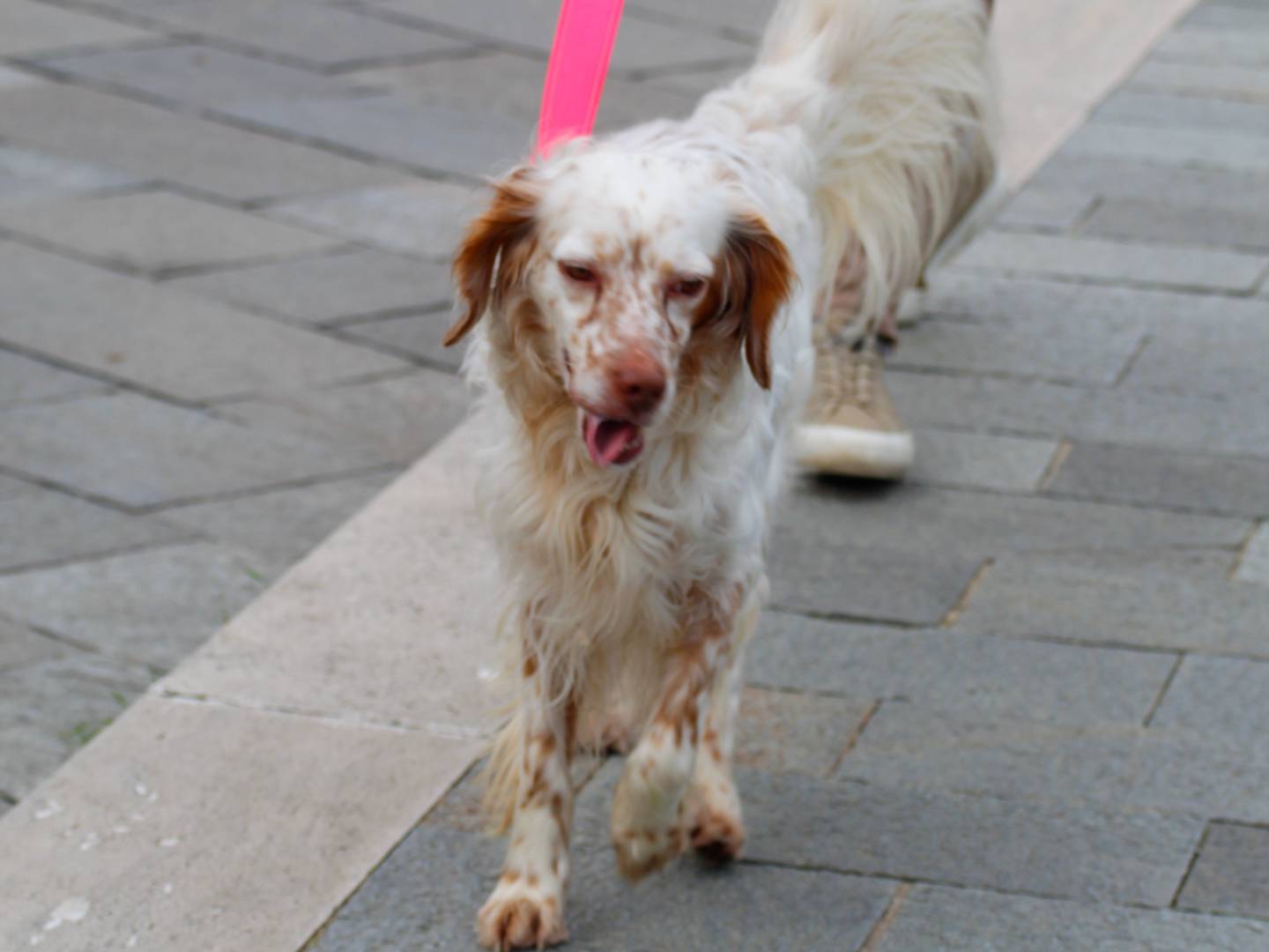 Adotta un cane, taglia media contenuta, maschio, Chieti