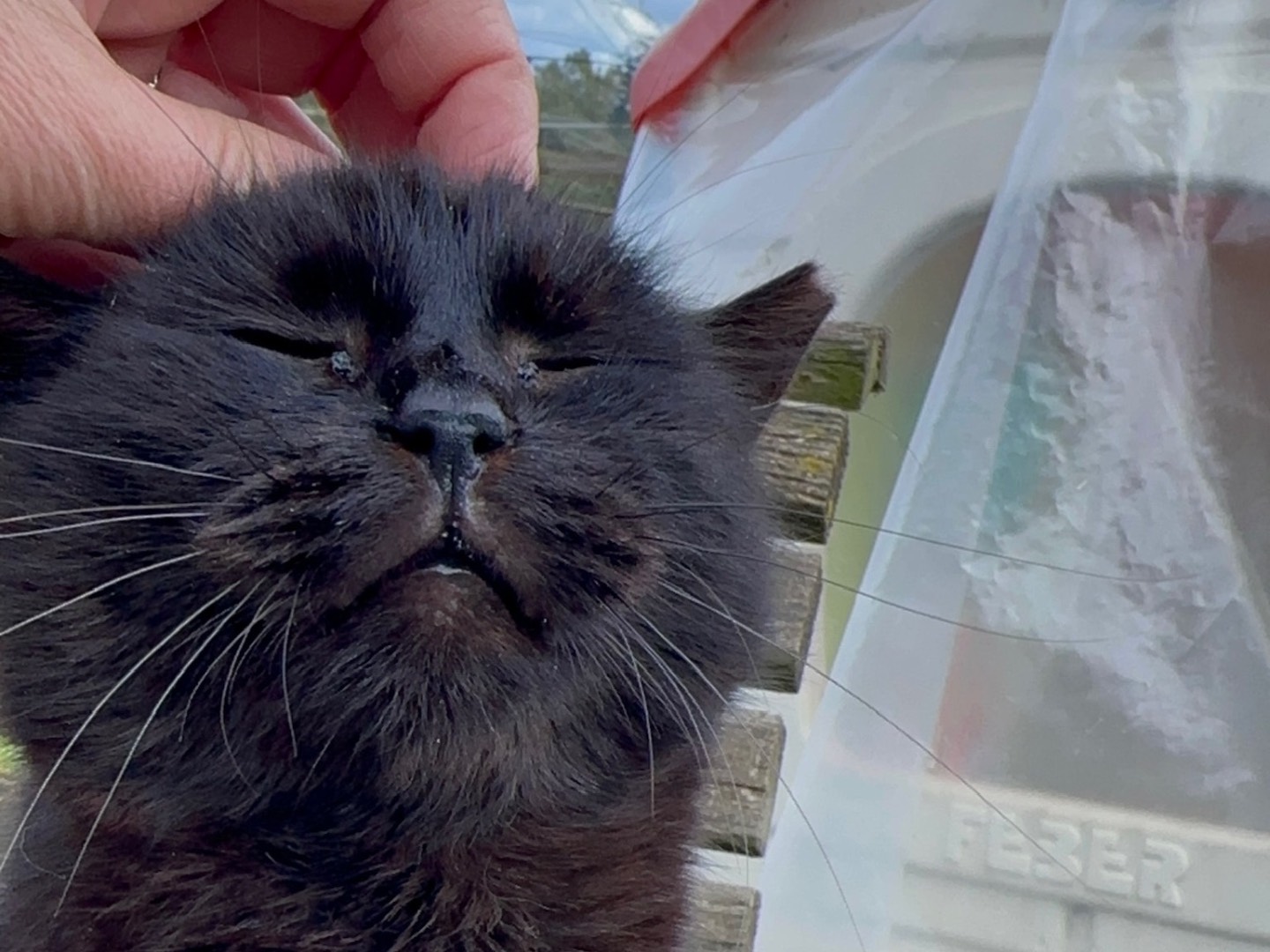 Adozione gatto, femmina, Razza sconosciuta Razza sconosciuta, 5 anni  e 5 mesi , taglia non valida, Roma