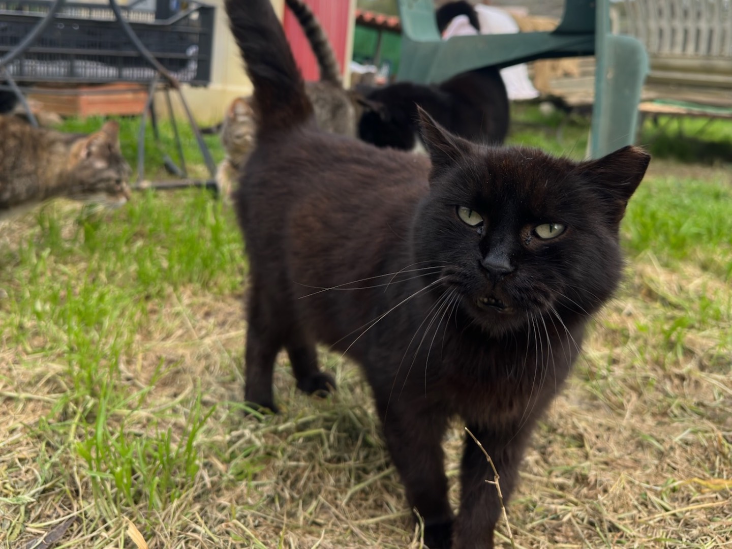 Adotta un gatto, femmina, 5 anni  e 5 mesi , Roma
