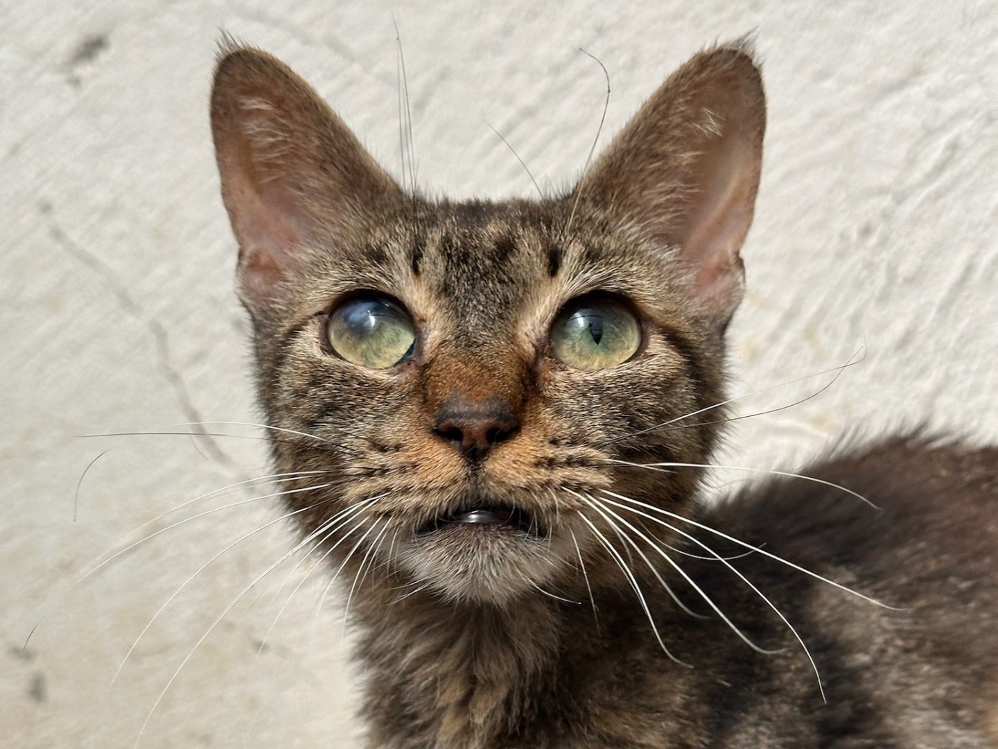 Adotta un gatto, femmina, 2 anni  e 9 mesi , Roma