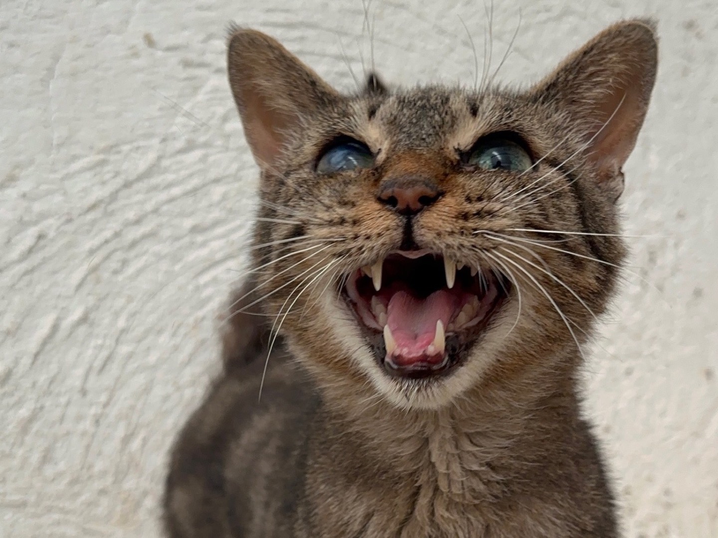 Adotta un gatto, taglia non valida, femmina, Roma