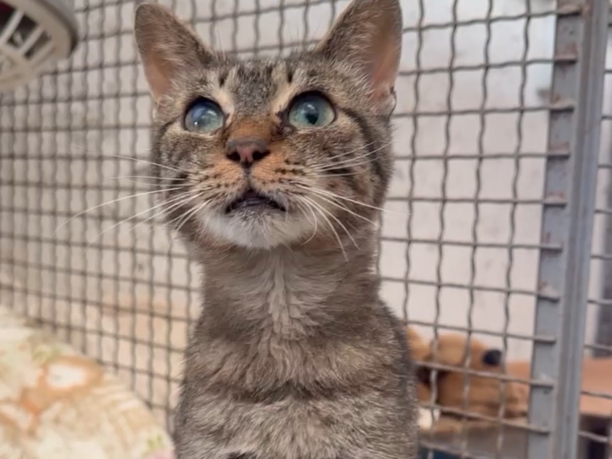 Vuoi adottare un gatto a Roma?