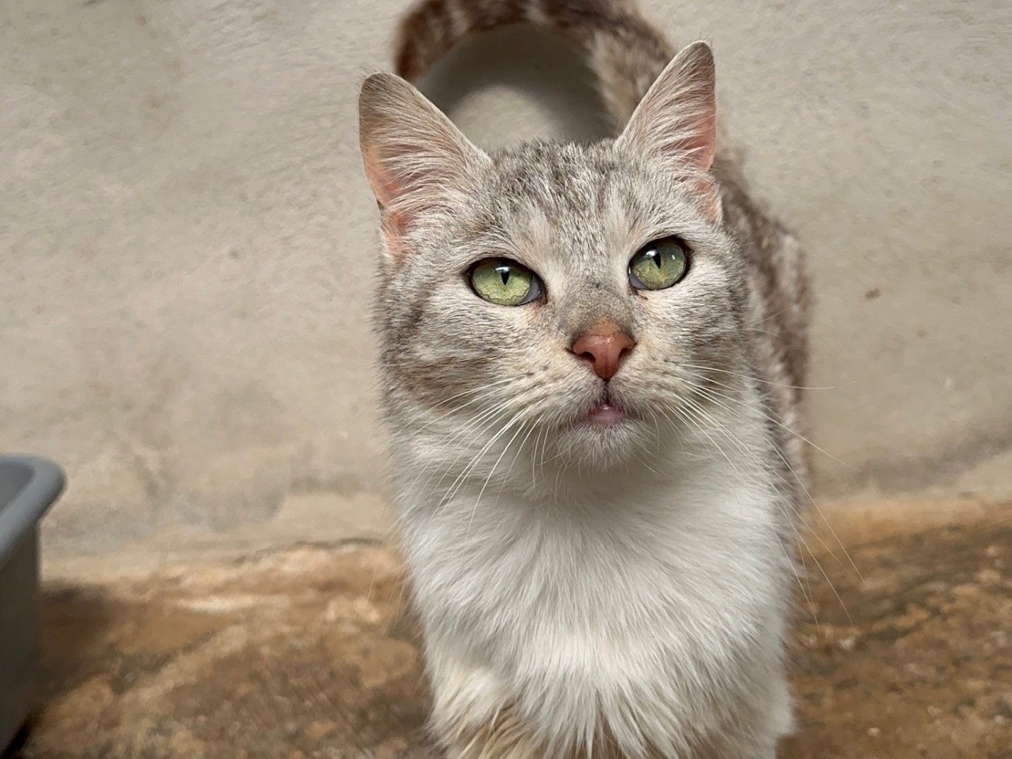 Foto dell'animale