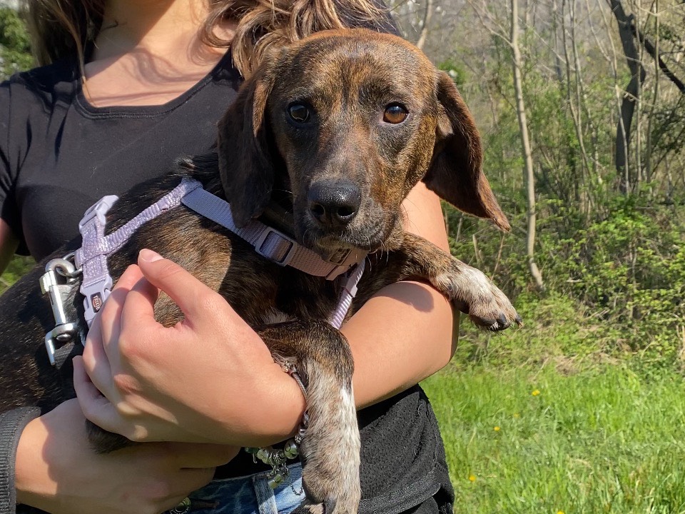 Adotta un cane, maschio, 1 anno e 11 mesi , Varese