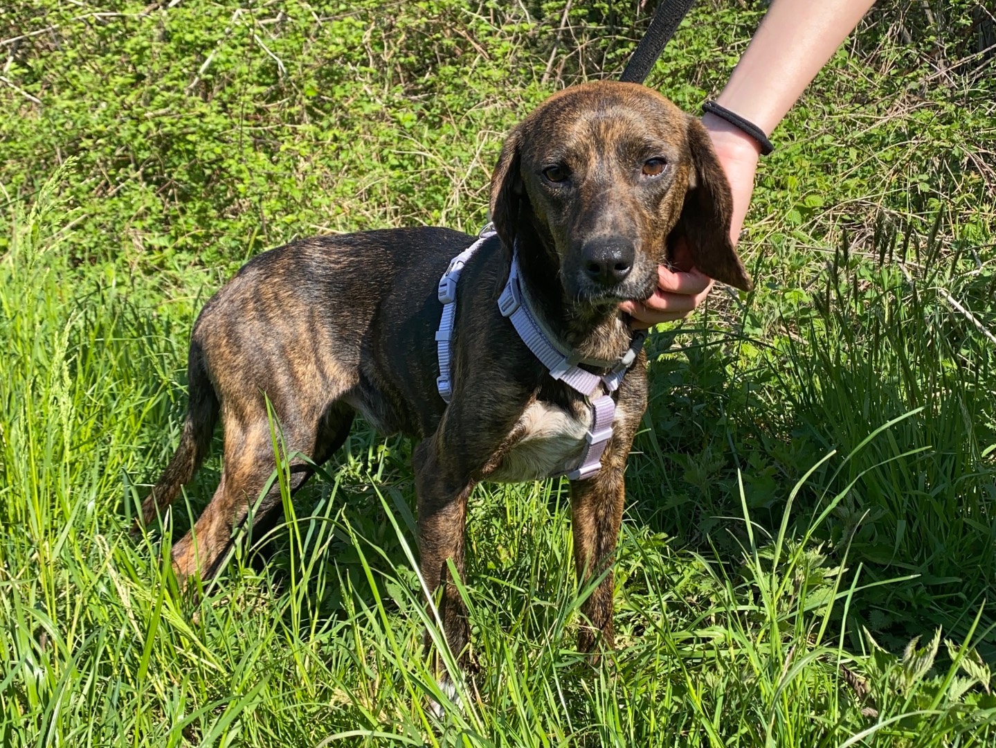 Adotta un cane, taglia media contenuta, maschio, Varese