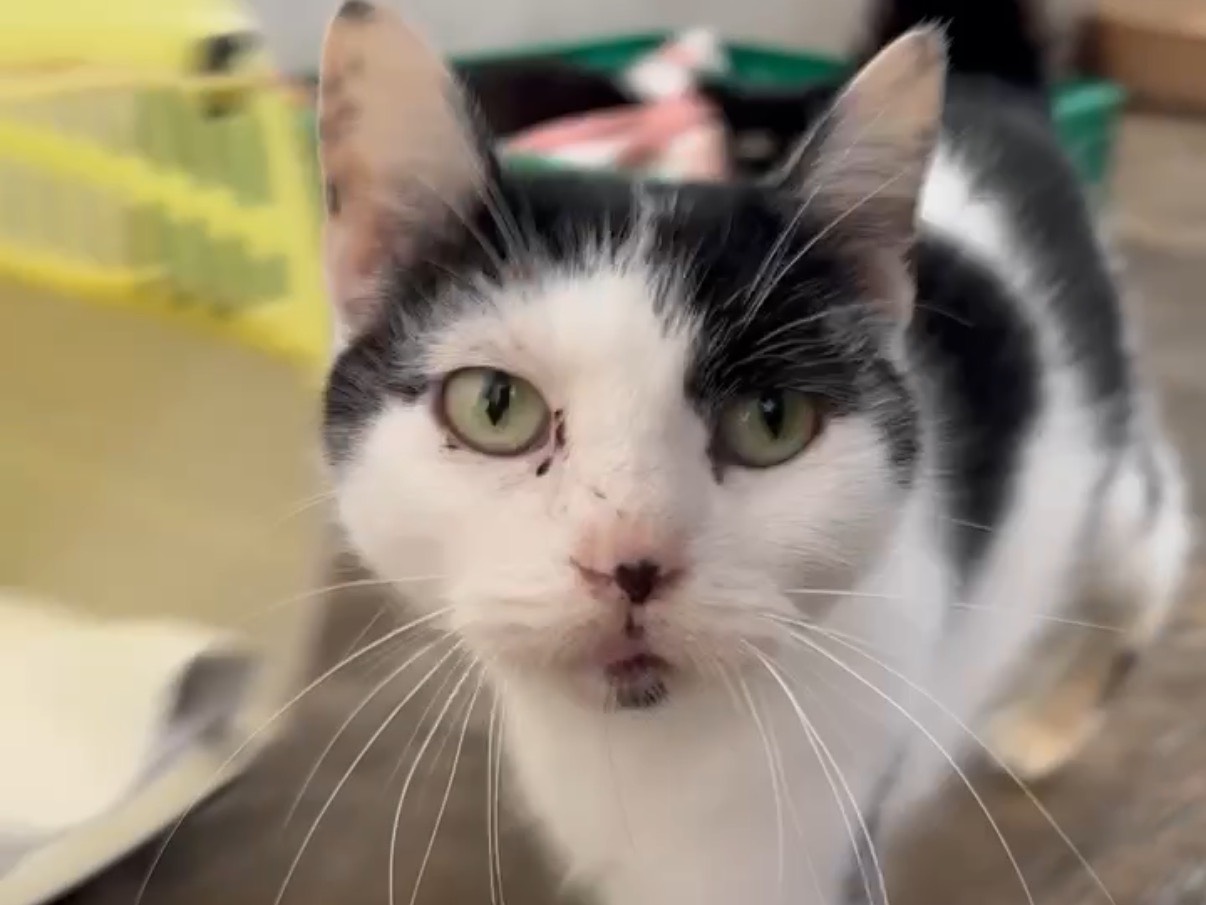 Adotta un gatto, femmina, 1 anno, Roma