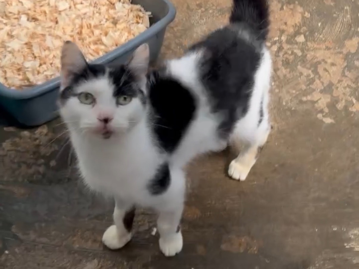 Adotta un gatto, taglia non valida, femmina, Roma