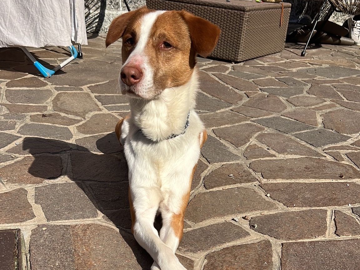 Adozione cane, maschio, Razza sconosciuta Razza sconosciuta, 6 anni e 6 mesi, taglia media, Monza