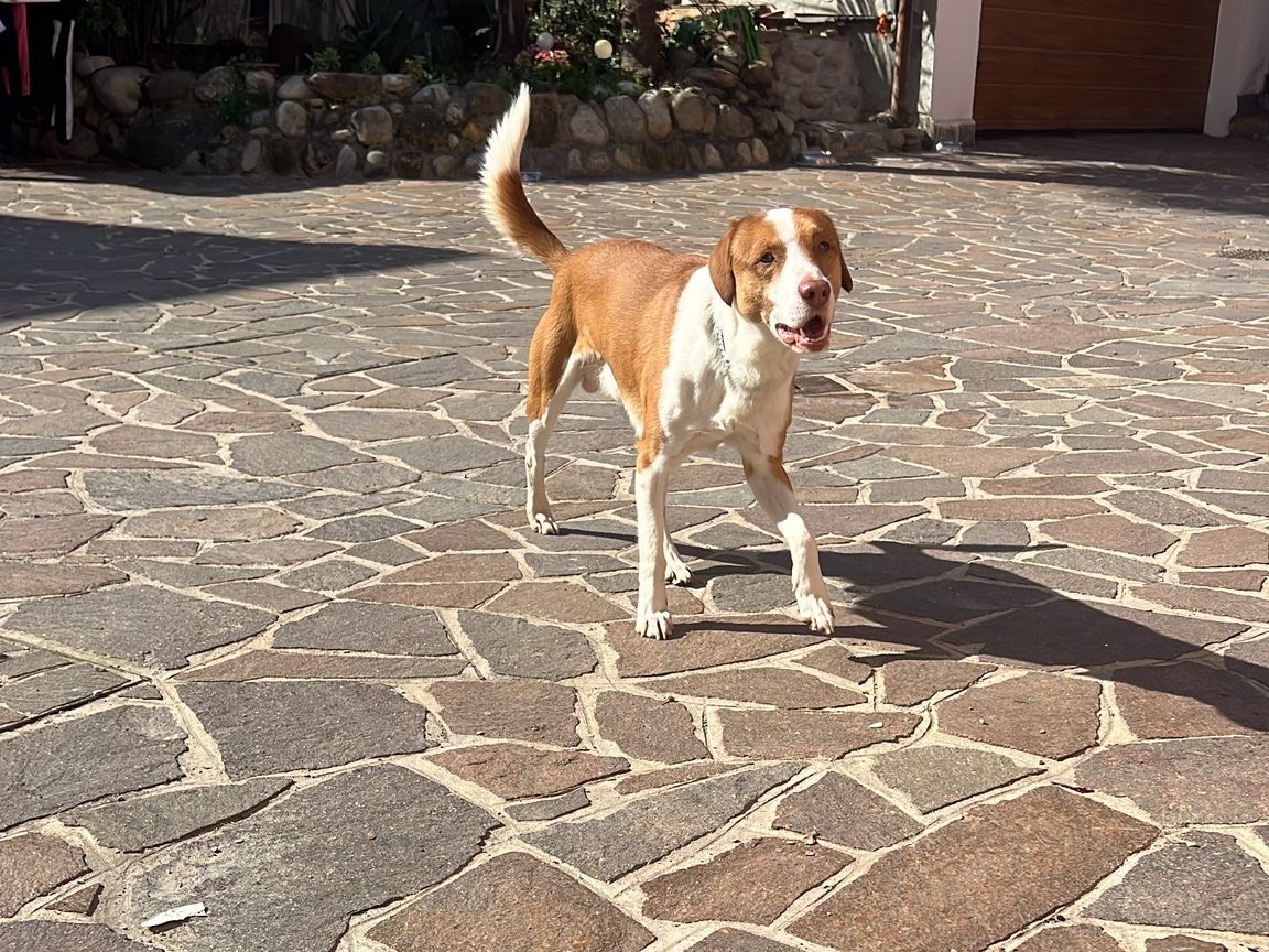 Adotta un cane, maschio, 6 anni e 6 mesi, Monza