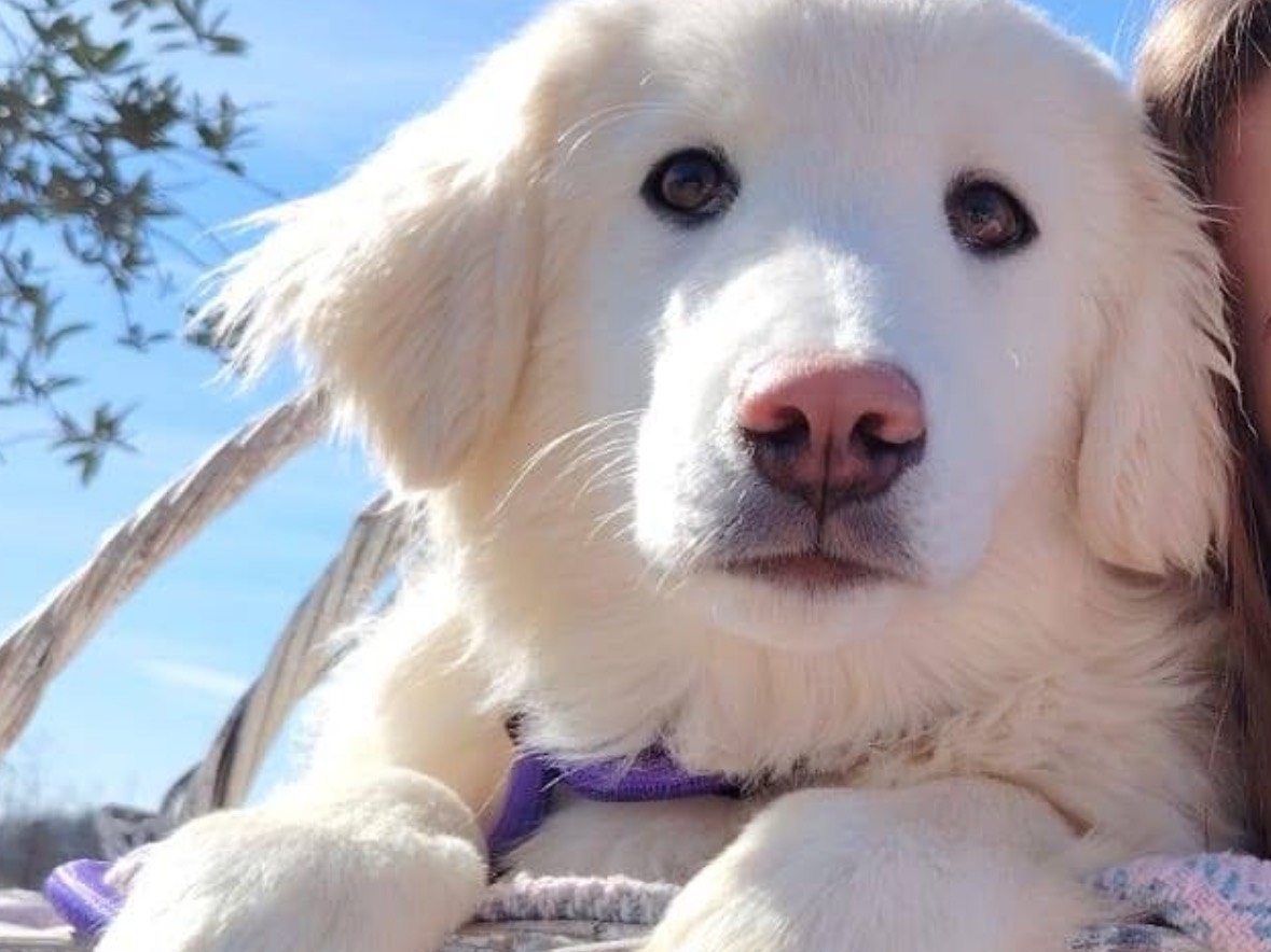 Adotta un cane, maschio, 6 mesi, Rieti