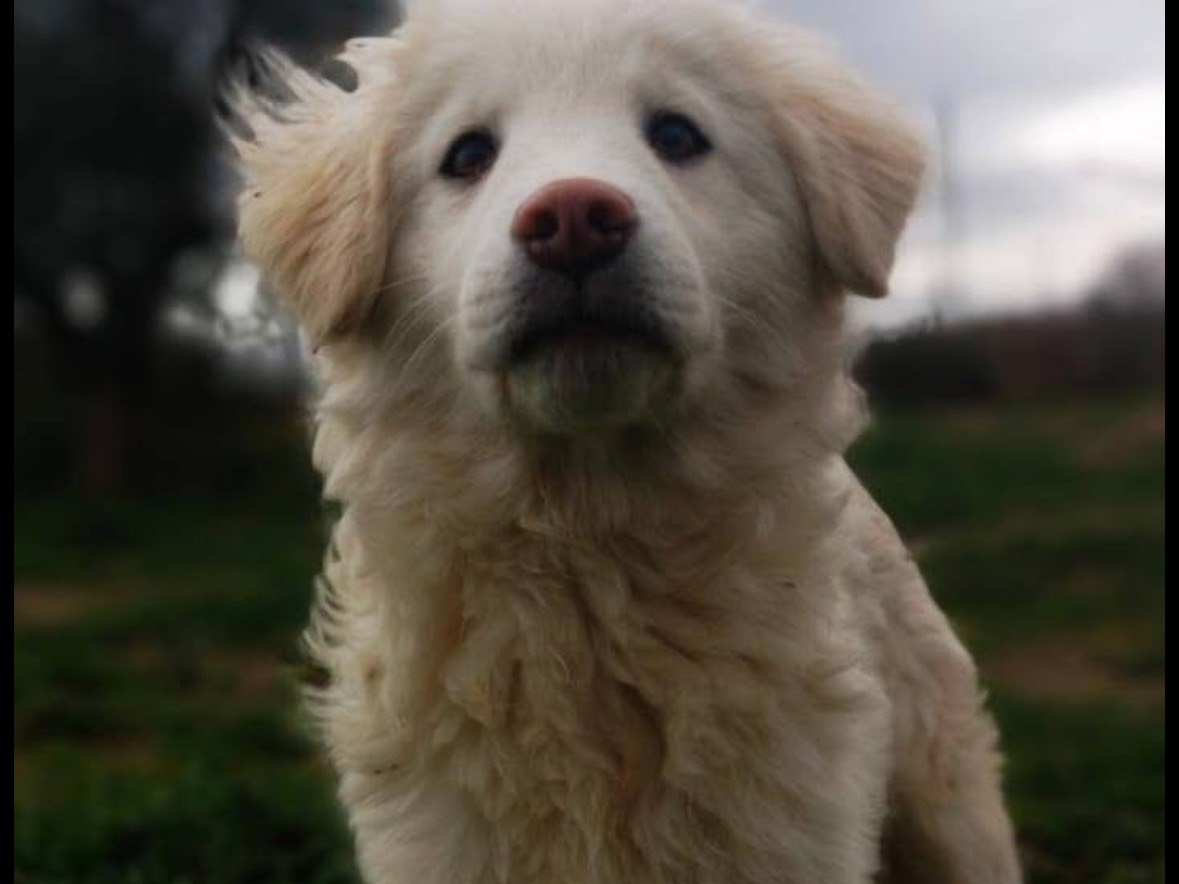 Vuoi adottare un cane a Rieti?