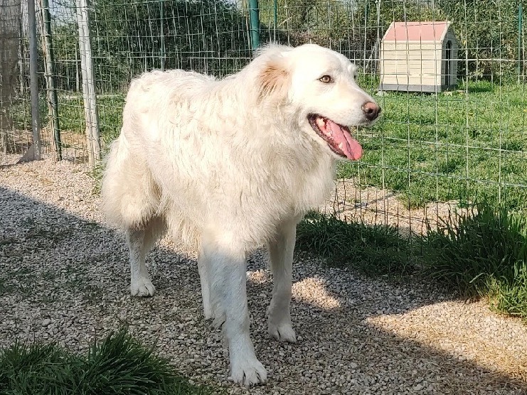 Adotta un cane, taglia grande, femmina, Treviso
