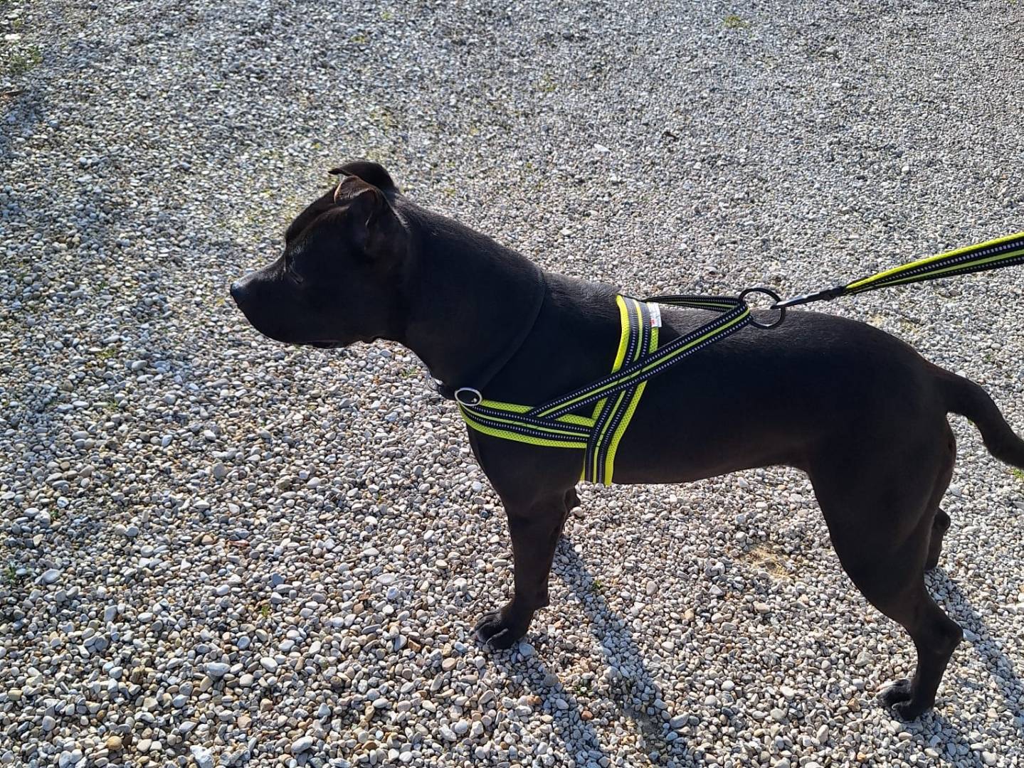 Adotta un cane, femmina, 4 anni  e 2 mesi , Milano