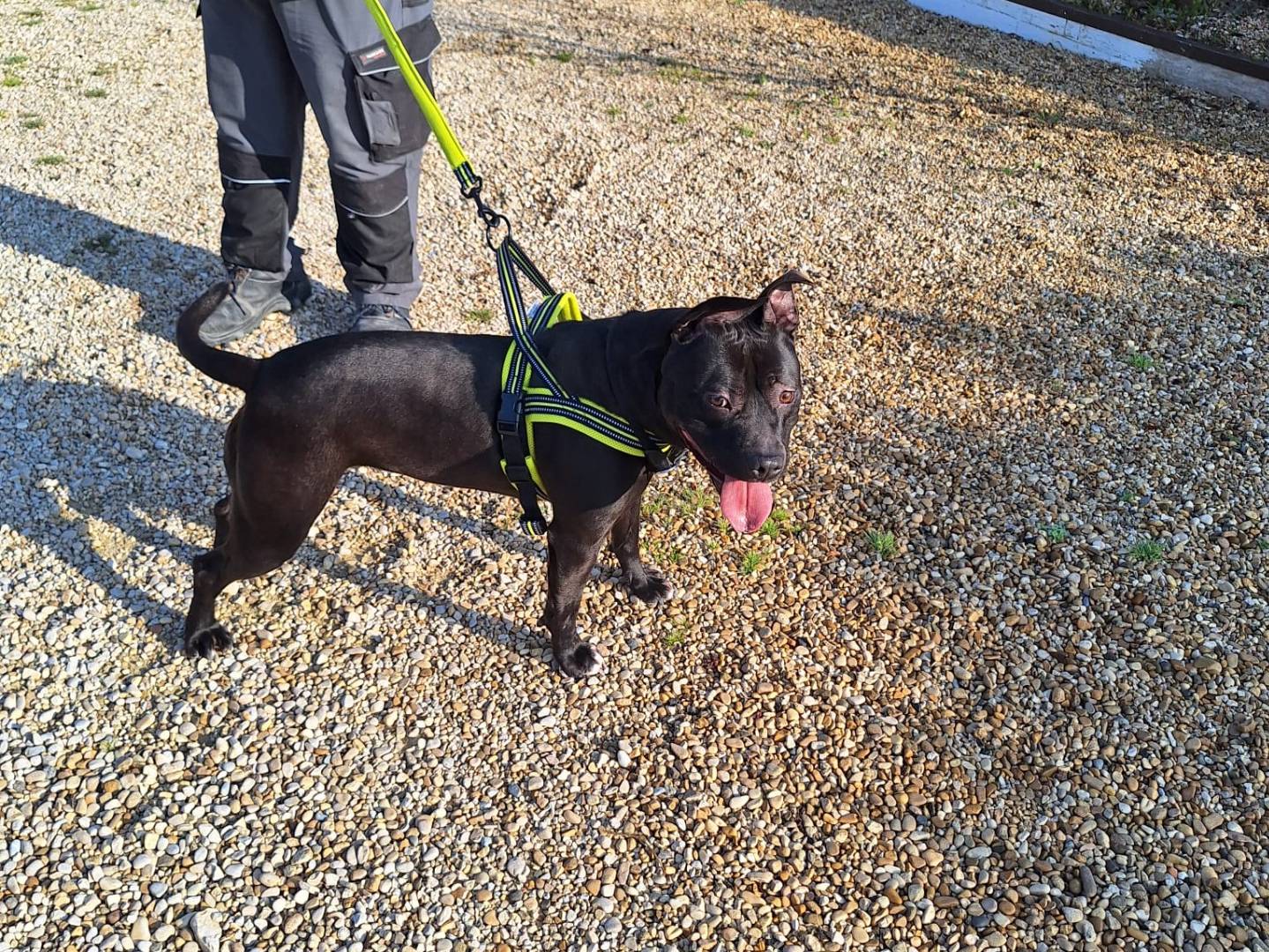 Adotta un cane, taglia grande, femmina, Milano
