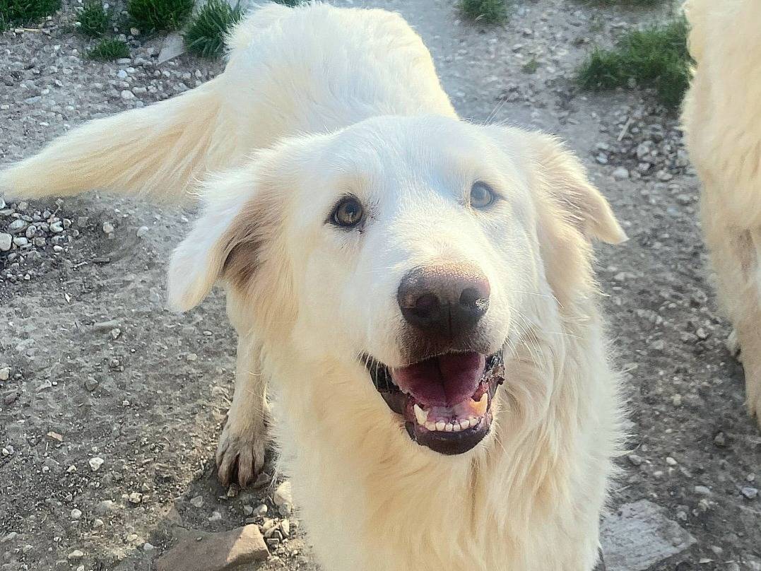 Adotta un cane, maschio, 1 anno e 2 mesi , Teramo