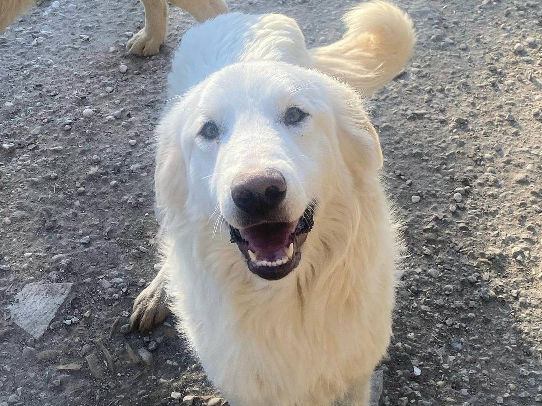 Adotta un cane, taglia media, maschio, Teramo