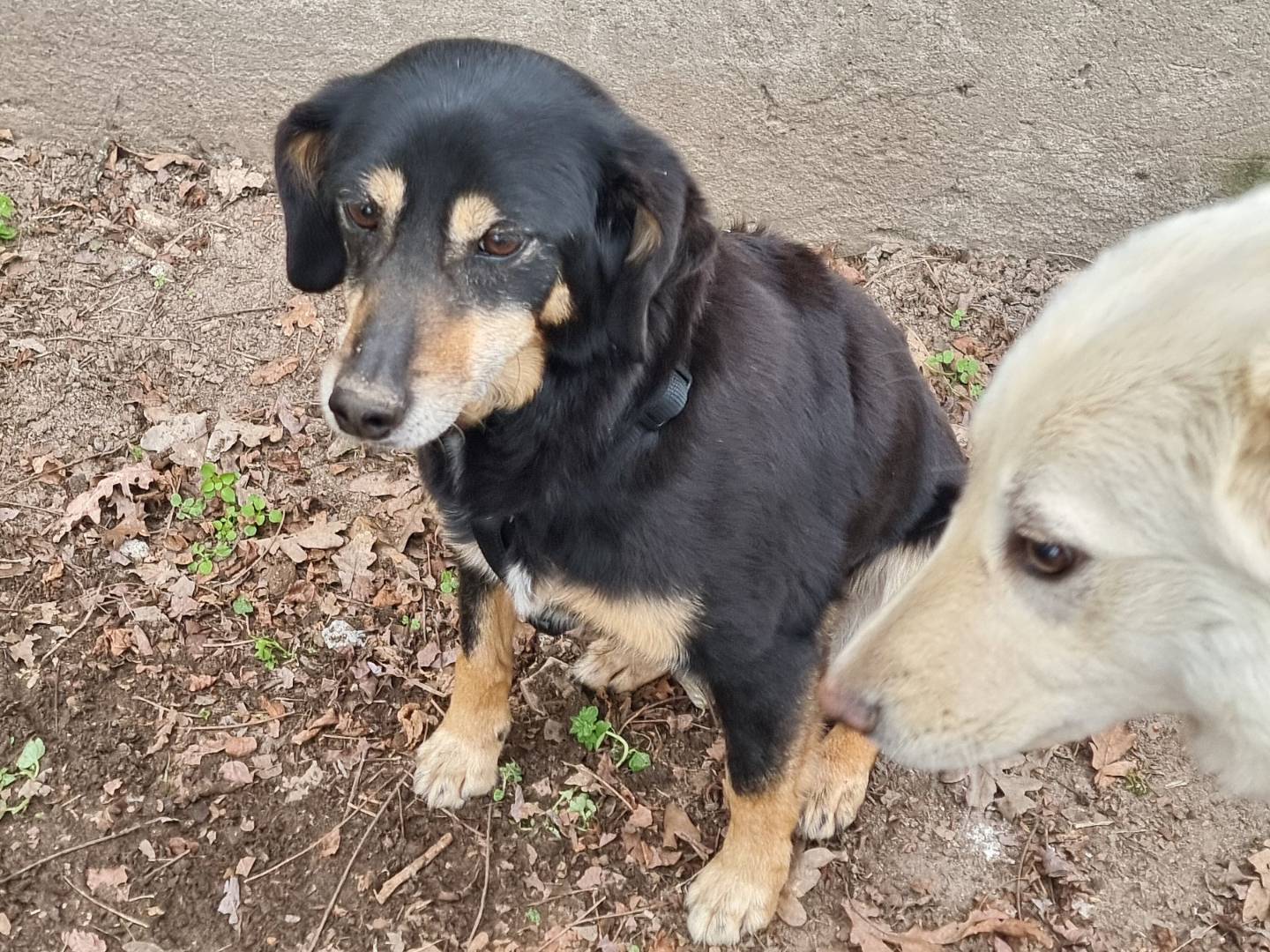 Adotta un cane, femmina, 8 anni  e 10 mesi , Pavia