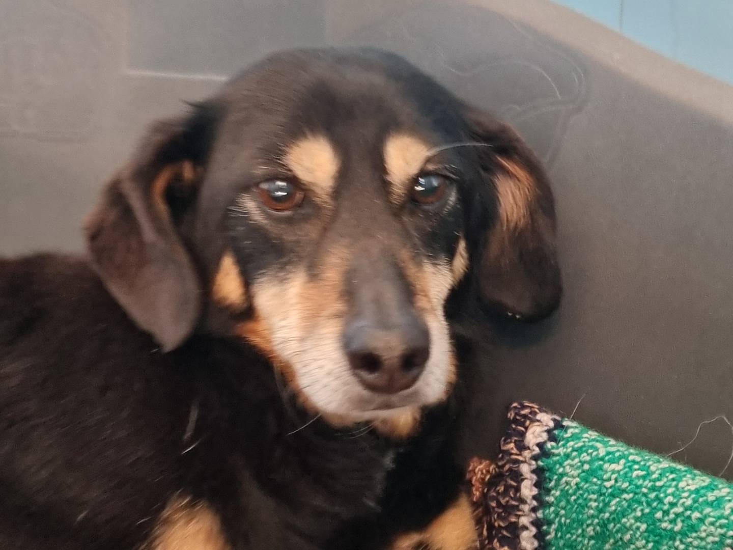 Adotta un cane, taglia piccola, femmina, Pavia