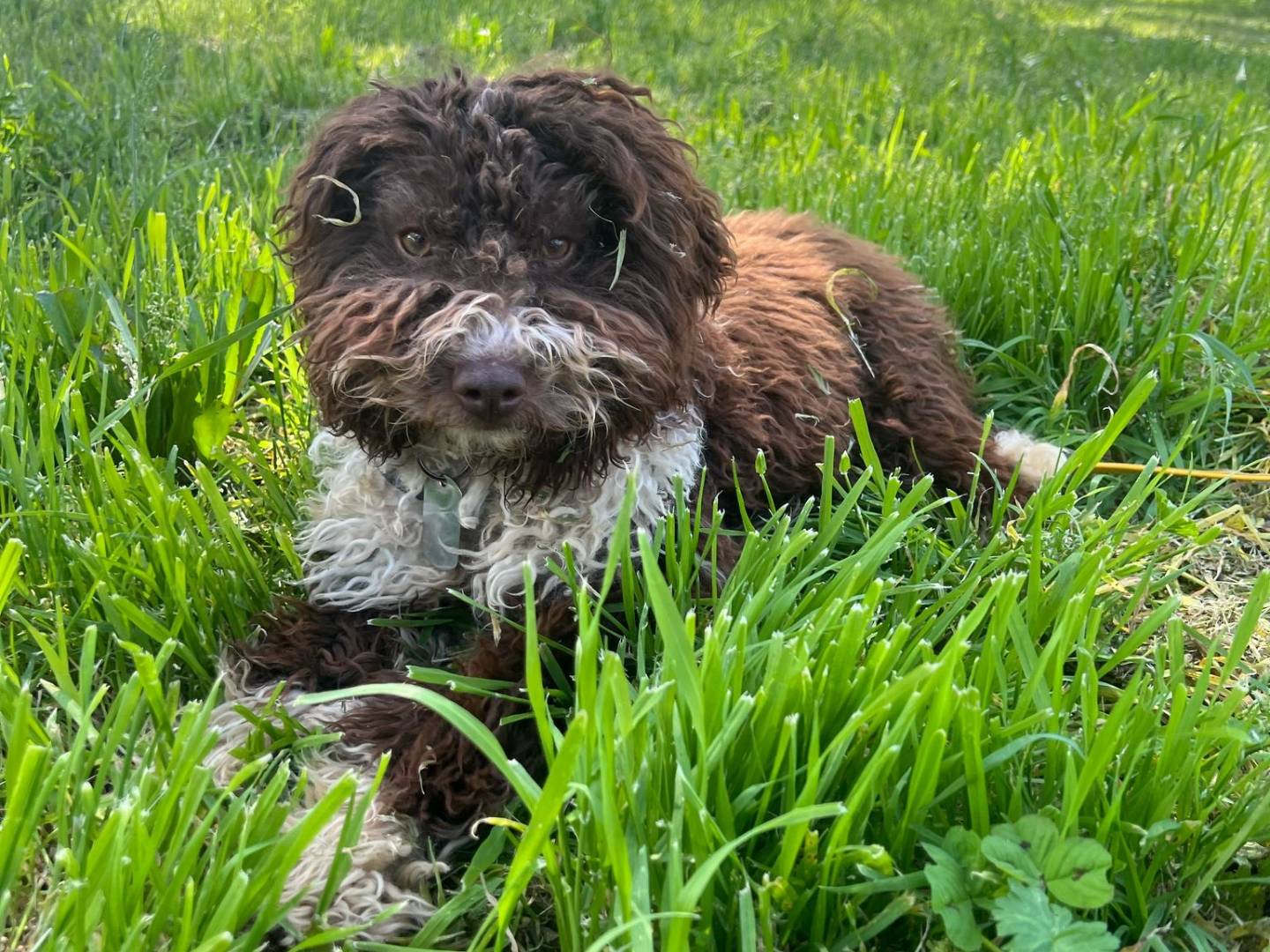 Adozione cane, maschio, Lagotto Razza sconosciuta, 7 mesi, taglia media contenuta, Viterbo