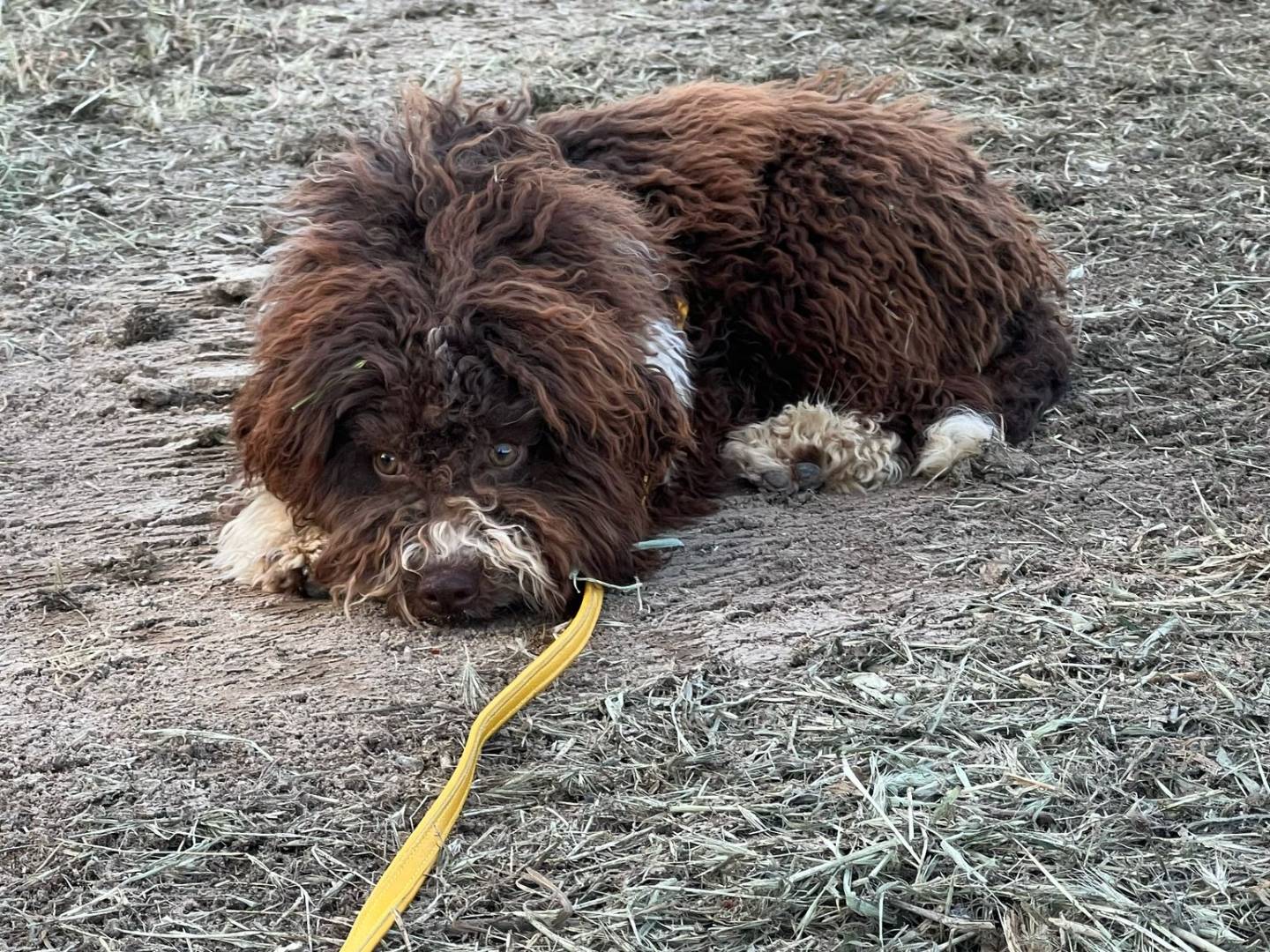 Adotta un cane, maschio, 7 mesi, Viterbo