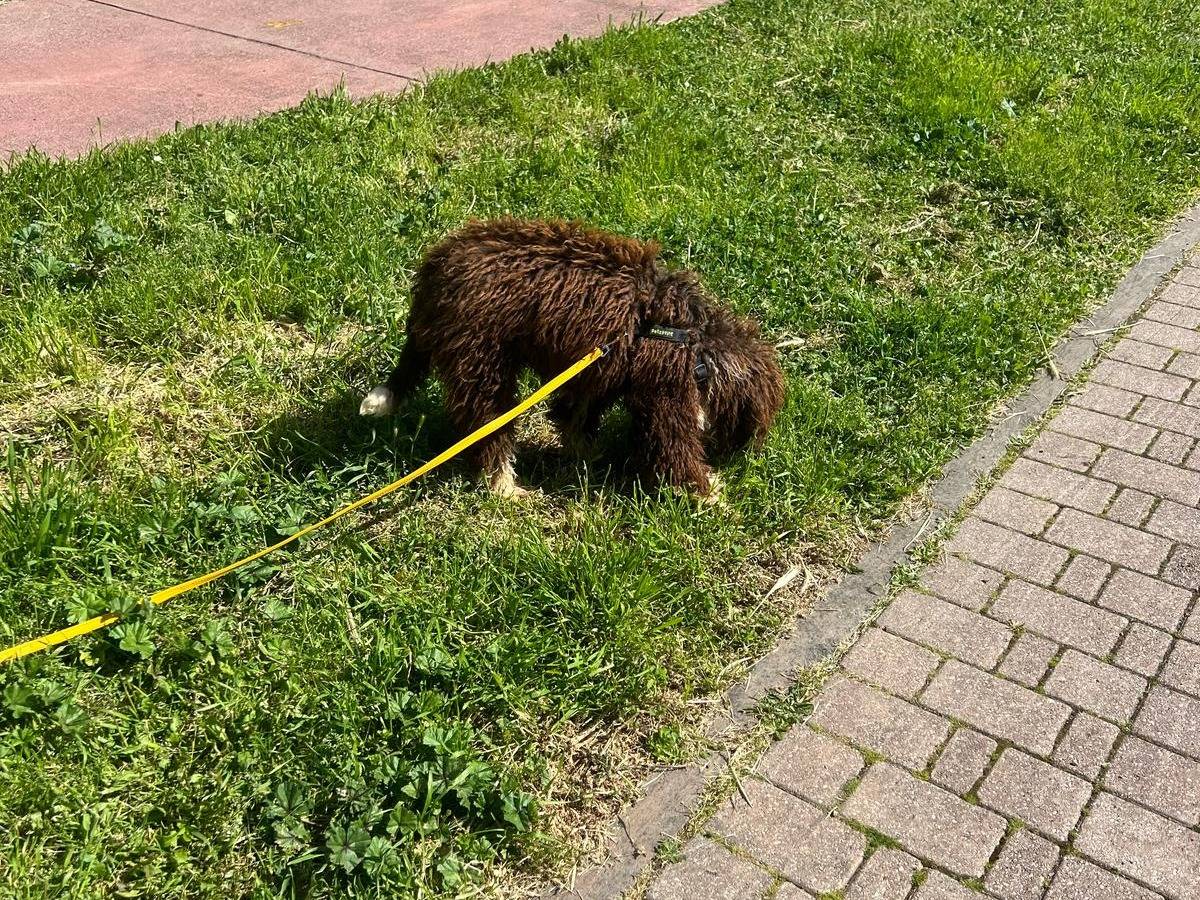 Adotta un cane, taglia media contenuta, maschio, Viterbo