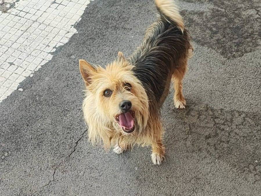 Foto dell'animale