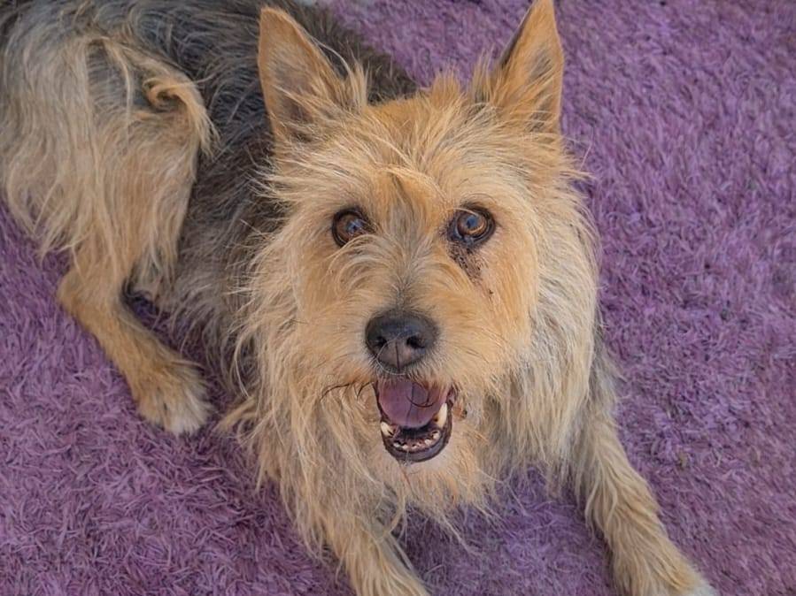Adotta un cane, maschio, 11 anni  e 5 mesi , Catania