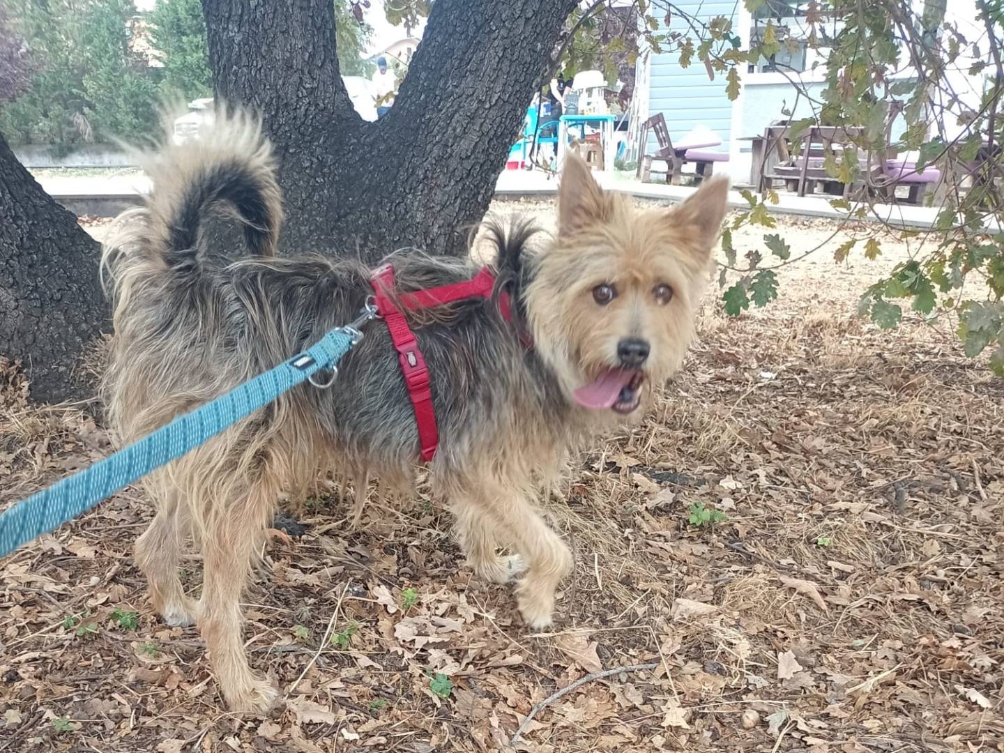 Adotta un cane, taglia piccola, maschio, Catania