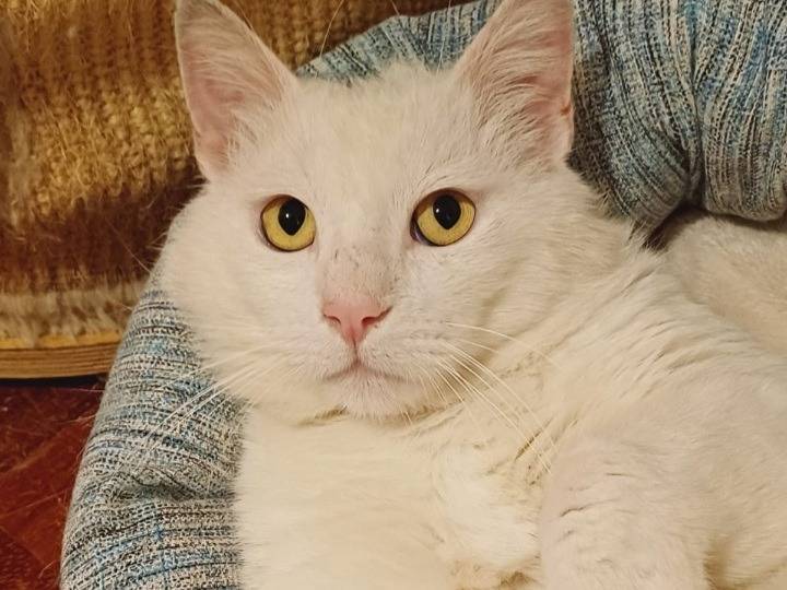 Adotta un gatto, maschio, 2 anni  e 1 mese, Roma