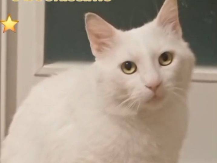Adotta un gatto, taglia non valida, maschio, Roma