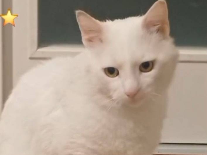Vuoi adottare un gatto a Roma?