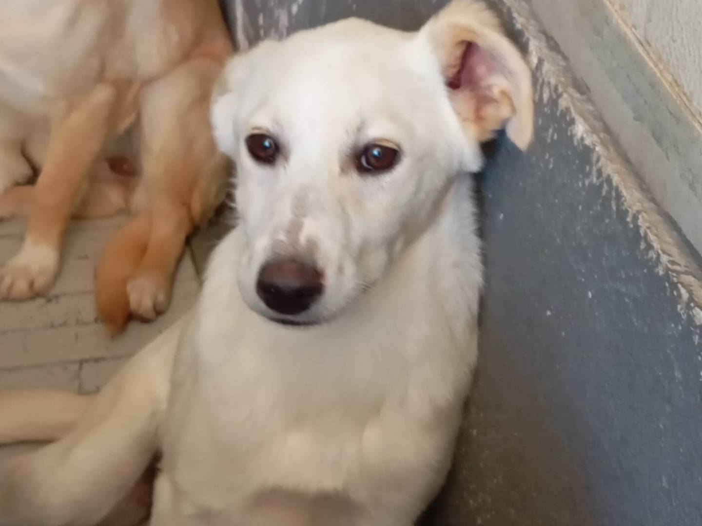 Foto dell'animale