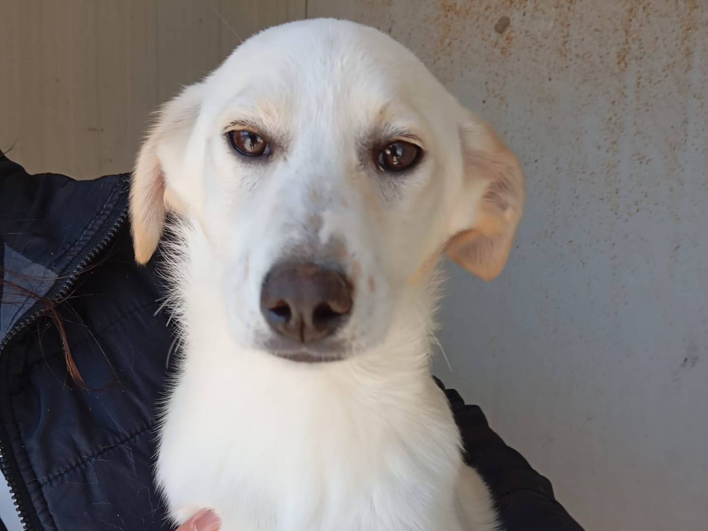 Adotta un cane, femmina, 3 mesi, Caserta