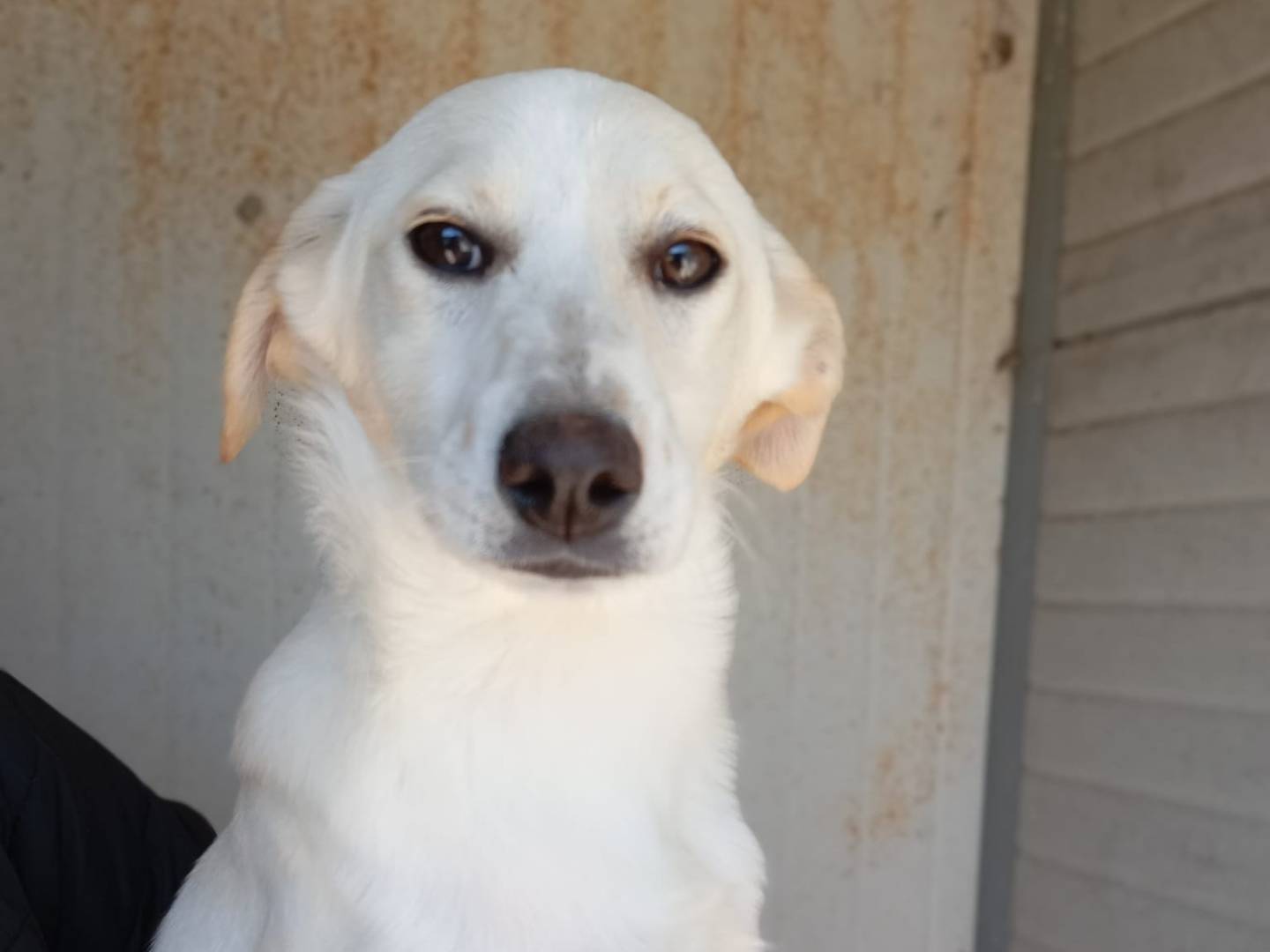 Adotta un cane, taglia media, femmina, Caserta