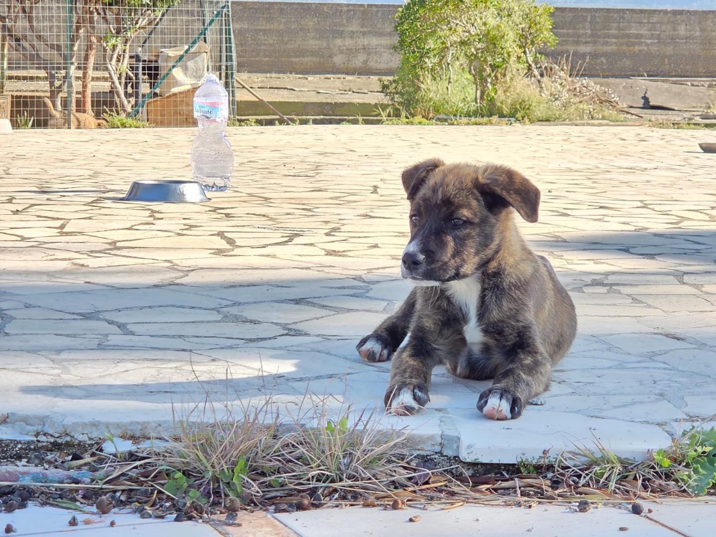 Adotta un cane, taglia piccola, maschio, Trapani