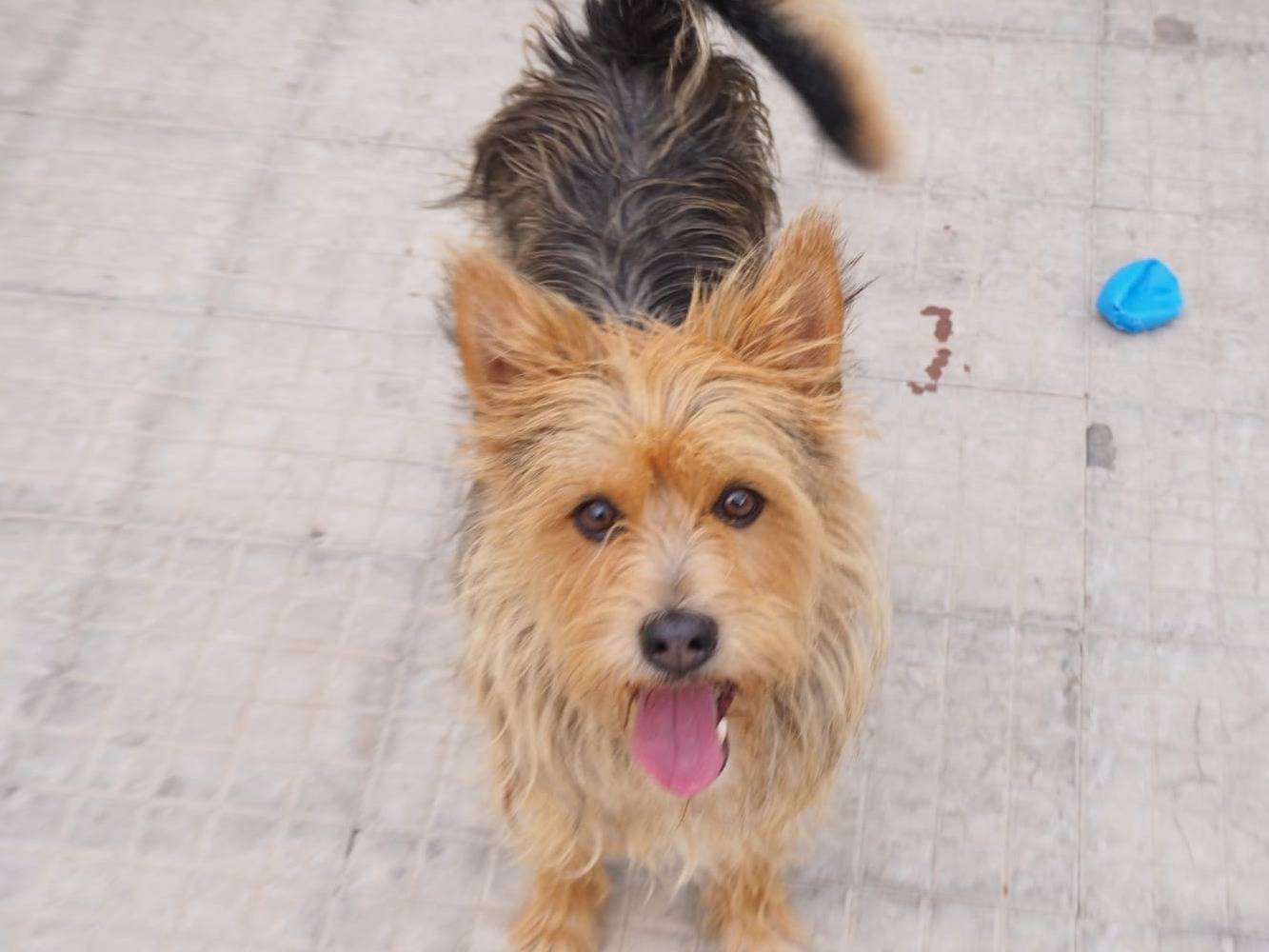 Adotta il cane Ercolino a Catania