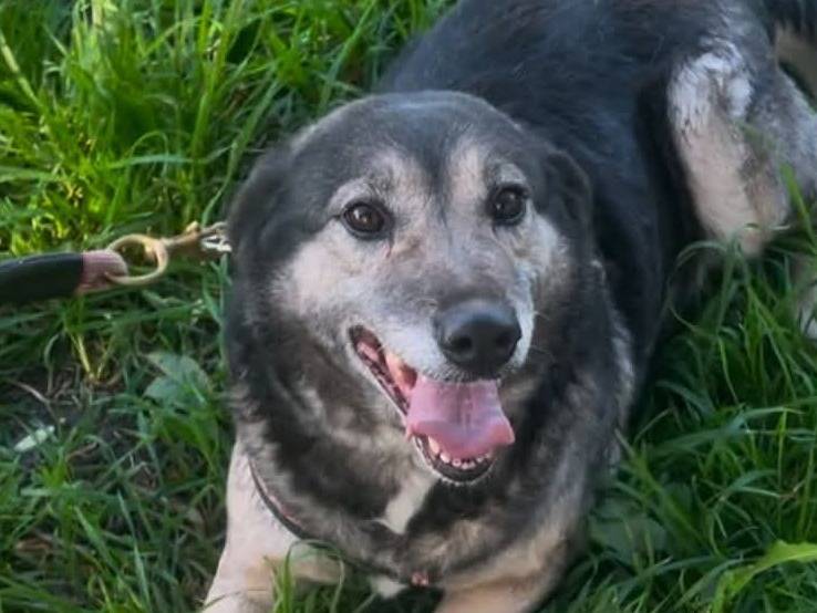 Adotta un cane, femmina, 6 anni  e 1 mese, Crotone