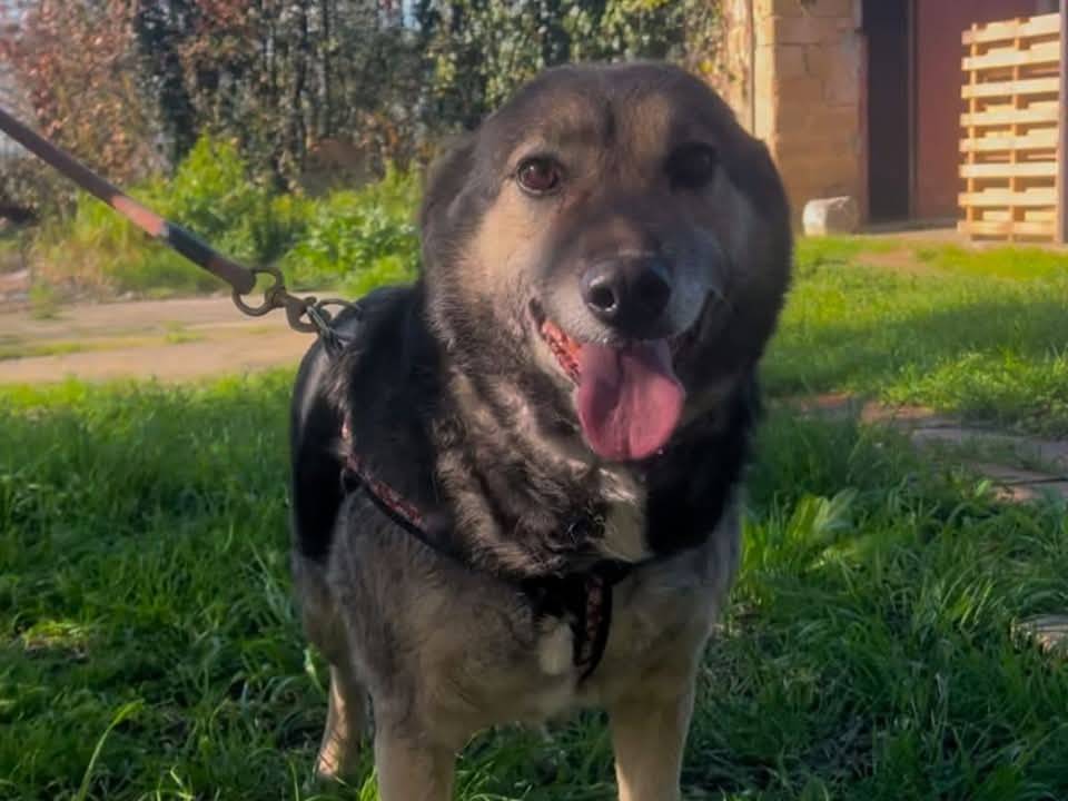 Adotta un cane, taglia media, femmina, Crotone