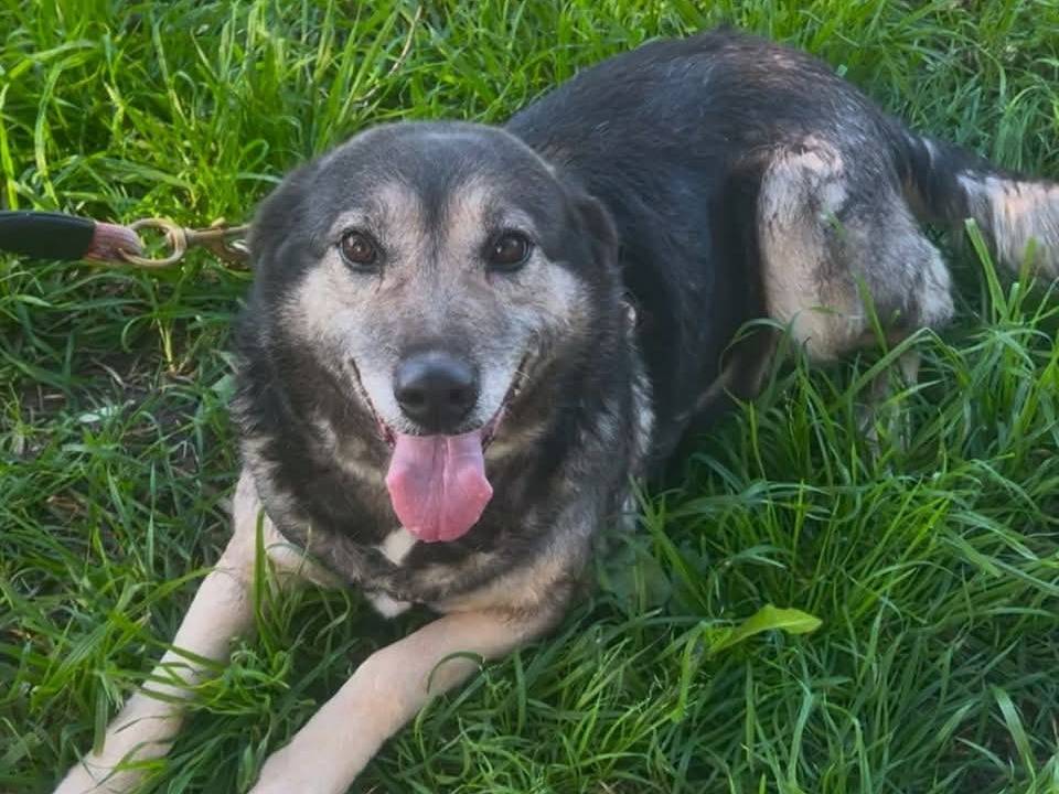 Vuoi adottare un cane a Crotone?