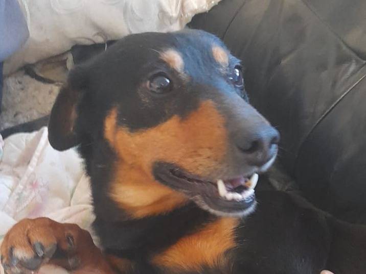 Vuoi adottare un cane a Cagliari?