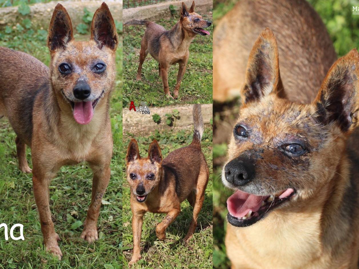 Adozione cane, femmina, Razza sconosciuta Razza sconosciuta, 12 anni e 3 mesi, taglia piccola, Roma