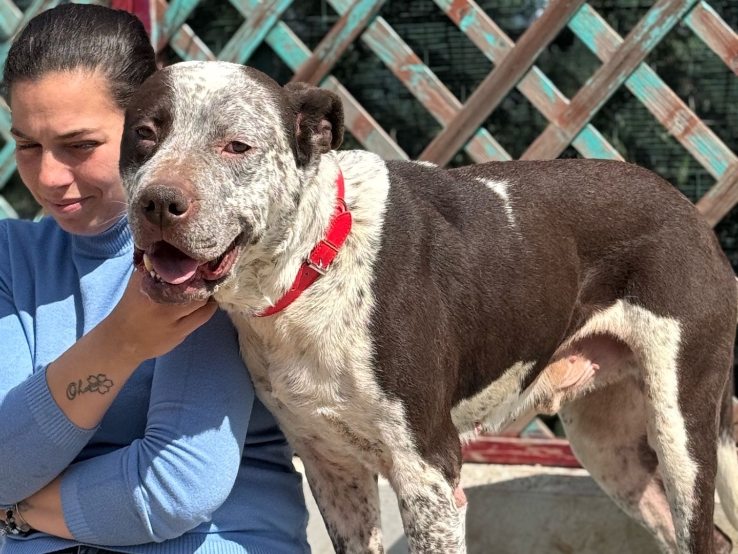 Adotta un cane, taglia grande, maschio, Bari