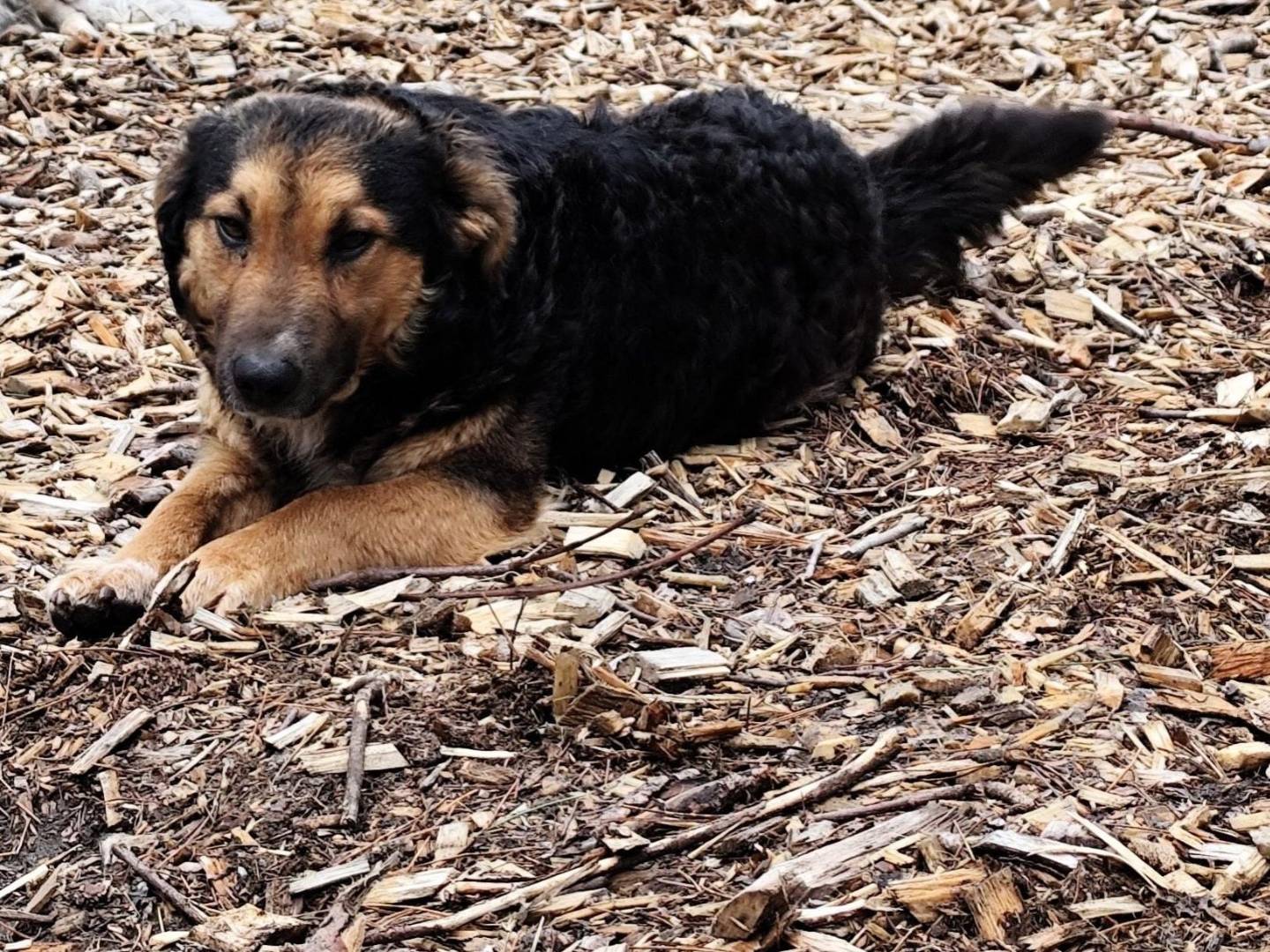 Foto dell'animale