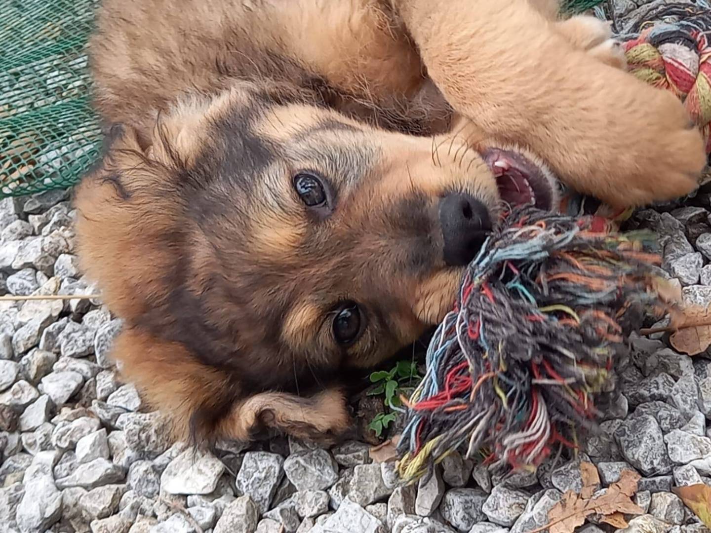 Adotta un cane, maschio, 4 mesi, Crotone