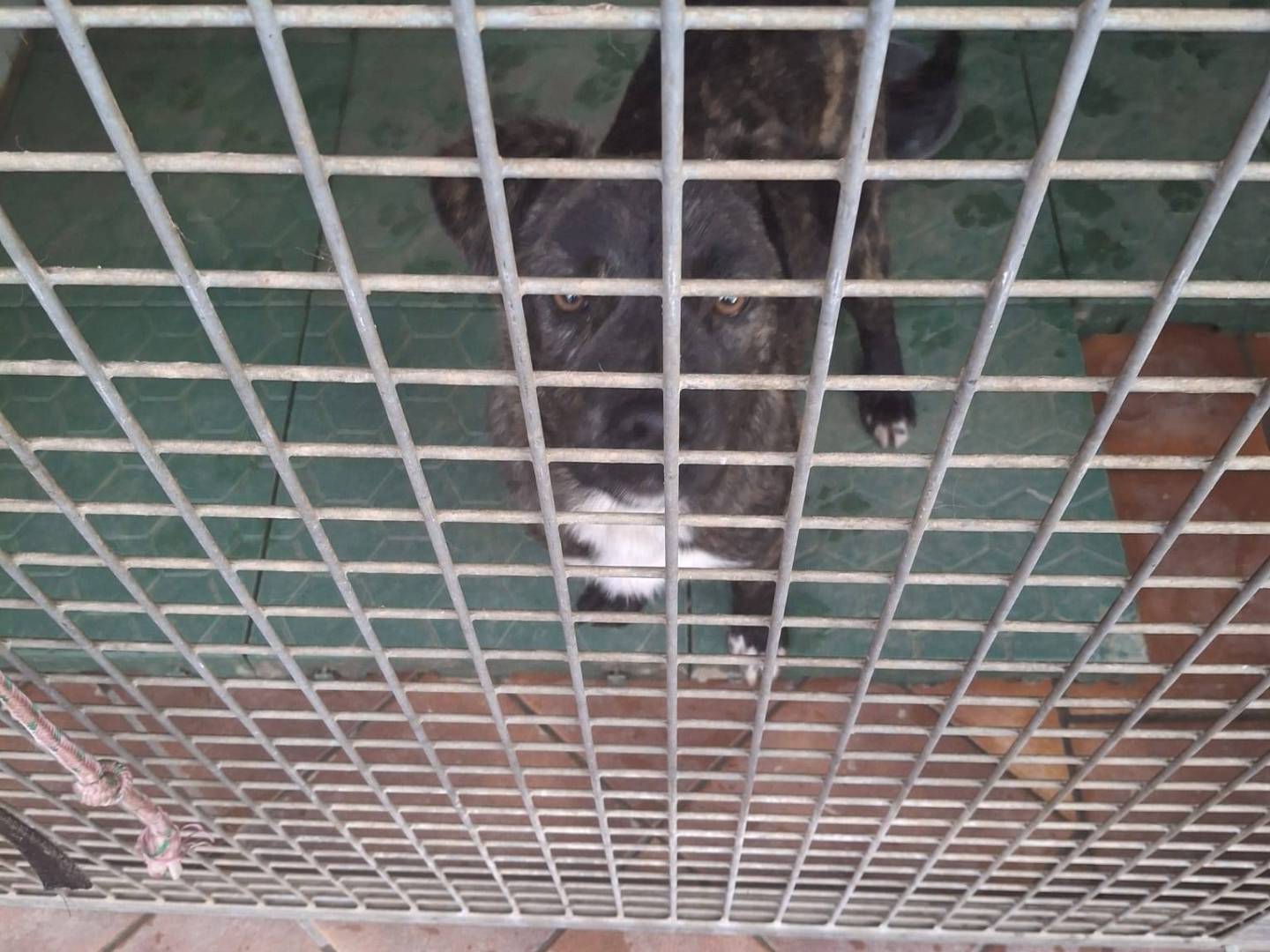 Adotta un cane, maschio, 7 mesi, Crotone