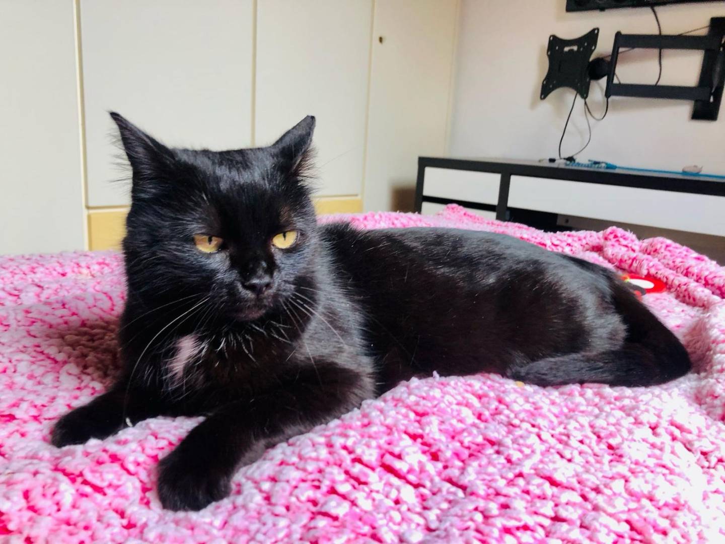 Adozione gatto, femmina, Razza sconosciuta Razza sconosciuta, 1 anno e 9 mesi , taglia non valida, Torino