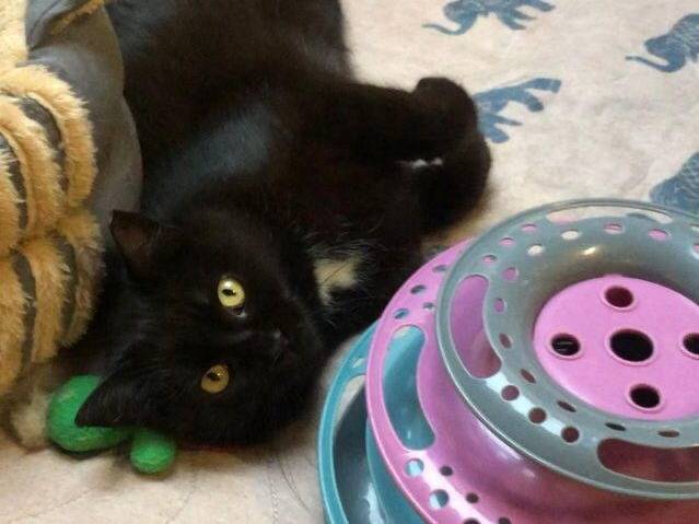 Adotta un gatto, femmina, 1 anno e 9 mesi , Torino