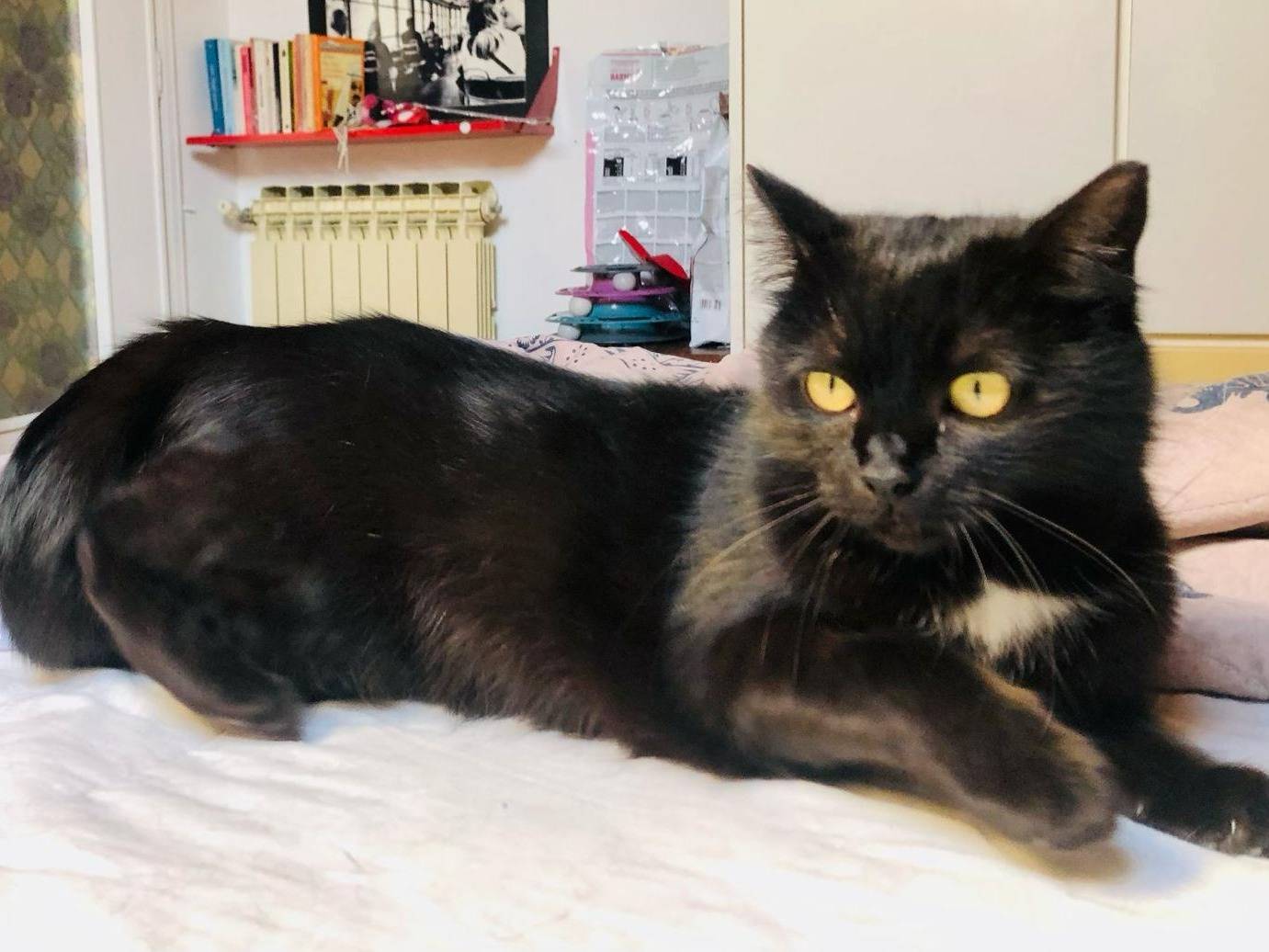 Adotta un gatto, taglia non valida, femmina, Torino