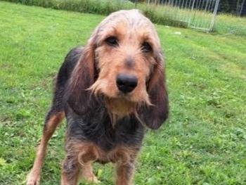 Adotta un cane, femmina, 7 anni e 2 mesi, Terni