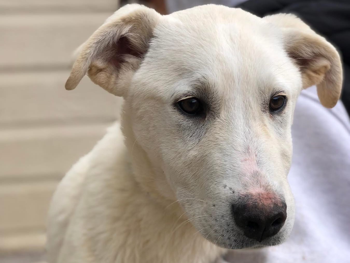 Adotta un cane, maschio, 6 mesi, Latina